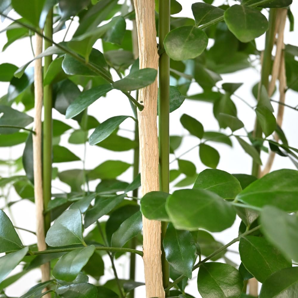 Amazon｜観葉植物 本物 シルクジャスミン ゲッキツ 8号 【ツートーン鉢